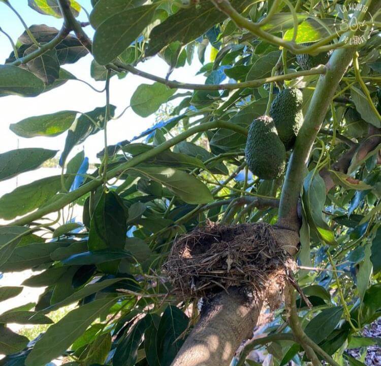 Los aguacates de nuestras cajas están en el árbol hasta su recolección
