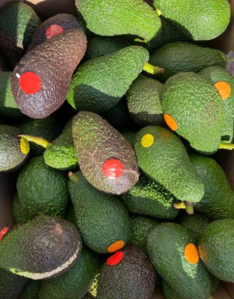 Presentación de la caja de aguacates de 10 kilos que enviamos en tu pedido