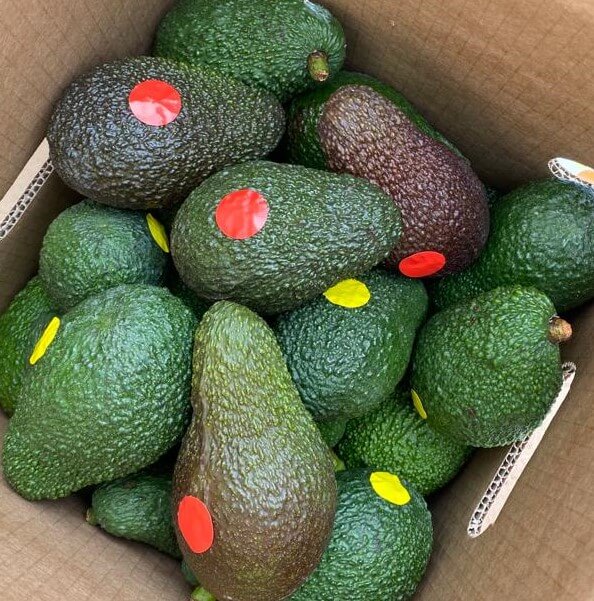Presentación de nuestra caja de aguacates de 5 kilos