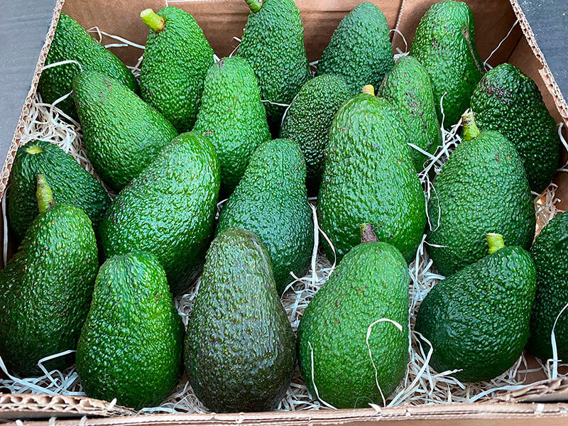 Muestra de nuestra caja de aguacates de 5, 8 o 10 kilos