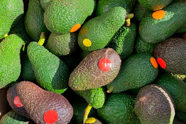 Cómo elegir el mejor aguacate online y disfrutar de nuestro sistema de etiquetado según maduración