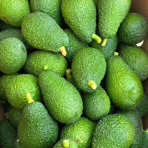 Imagen de los aguacates que puedes comprar en nuestra tienda