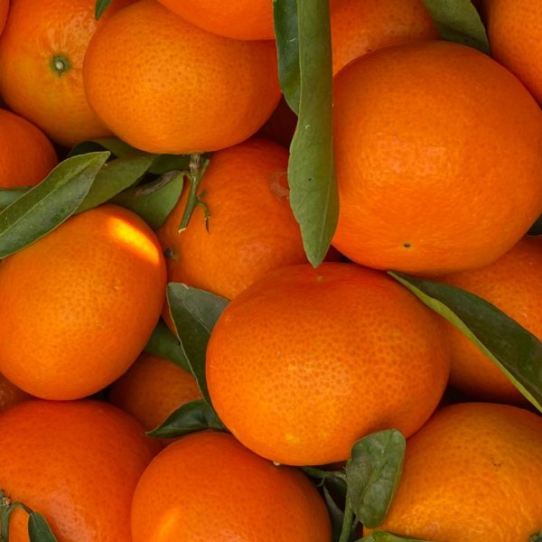 Las clementinas valencianas que puedes comprar en nuestra tienda